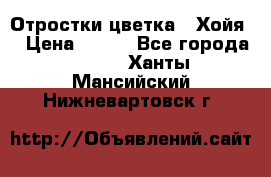 Отростки цветка  “Хойя“ › Цена ­ 300 - Все города  »    . Ханты-Мансийский,Нижневартовск г.